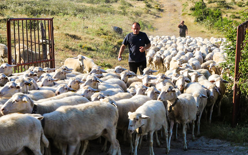 Io Sono La Porta Delle Pecore Io sono la porta delle pecore – Kalaritana Media